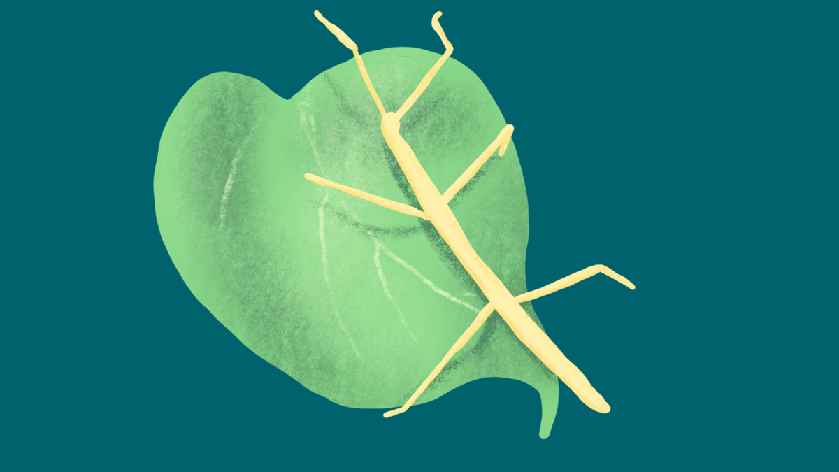 Illustration Stabschrecke auf Blatt