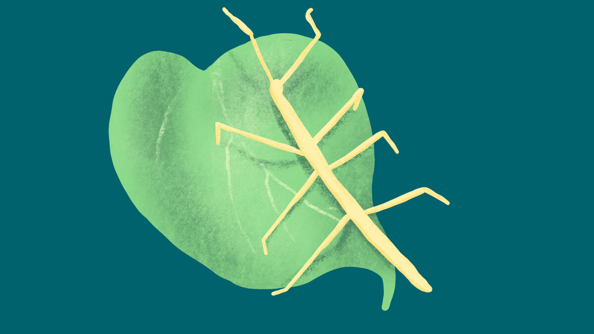 Illustration einer Stabschrekce auf einem Blatt